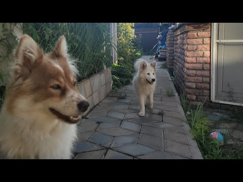 Видео: щенки ненецкой оленегонной лайки