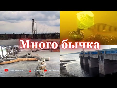 Видео: Вода падает. Появился бычек, мелкая плотва. Кормим. 17 -18 окт 25г. Запорожье