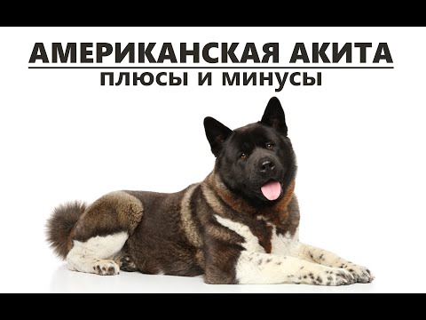 Видео: АМЕРИКАНСКАЯ АКИТА. Плюсы и минусы породы AMERICAN AKITA