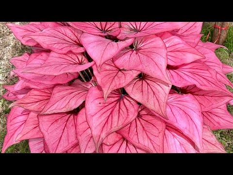 Видео: Каладиумы на выставке в Бангкоке. Декабрь 2023