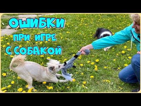 Видео: 9 ошибок при игре с собакой