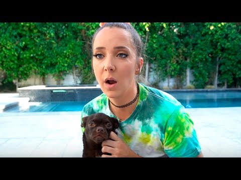 Видео: НОВАЯ СОБАКА ??? Собаки едят МОРОЖЕНОЕ ? - Дженна Марблс