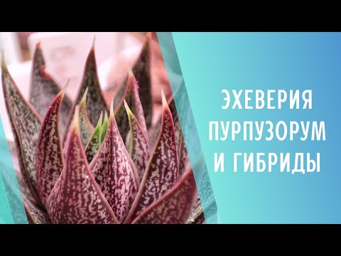 Видео: Эхеверия Пурпузорум и её гибриды🌱 Echeveria Purpusorum hybrid