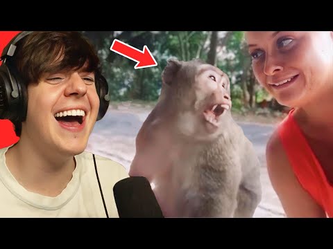 Видео: Уморительные неудачи в природе