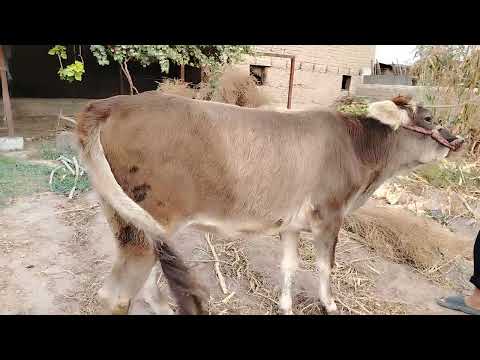 Видео: ☎️008225021 📞ЯК САР ГУНОЧИНИ ШВЕДИИ ФУРУШИ 