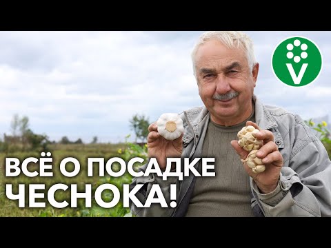 Видео: КАК И КОГДА ВЫСАЖИВАТЬ ЧЕСНОК?! Полное руководство от А до Я!