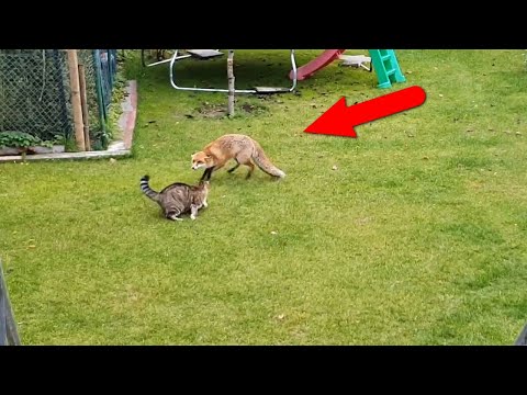 Видео: Домашние кошки против ДИКИХ ЖИВОТНЫХ!