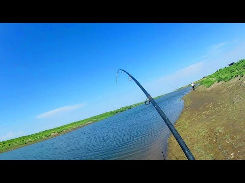 Видео: ДВЕ РЫБАЛКИ, МОРЕ ЭМОЦИЙ! УДОЧКА В ДУГУ - КРУПНЯК ПО САЗАНУ!!! Июль - август 2023. Сырдарья канал