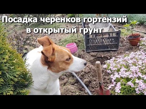 Видео: Посадка черенков гортензий в открытый грунт | Черенкование гортензий: результаты 3,5 месяцев спустя