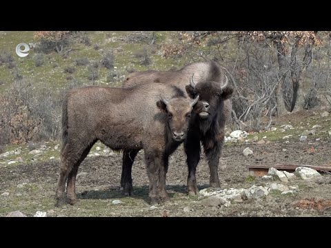 Видео: Заселват зубри и в ДЛС „Женда“ в област Кърджали