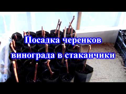 Видео: Посадка черенков винограда в стаканчики 2017