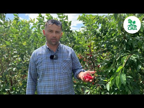 Видео: 🍒 ВИШНЕВЫЙ САД 🌳. ВИДЕОЭКСКУРСИЯ ПО СОРТАМ ВИШНИ ИЗ ПИТОМНИКА.