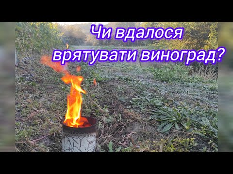 Видео: Рятуємо виноград від заморозків