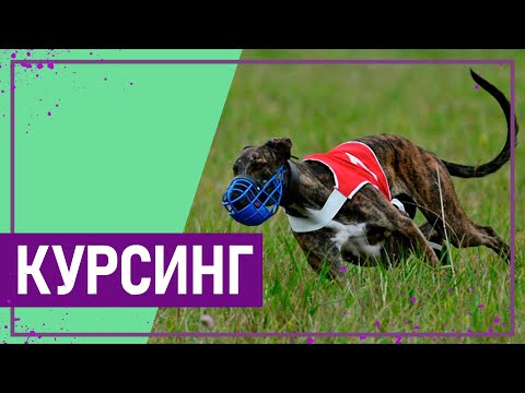 Видео: Вот это спорт! КУРСИНГ