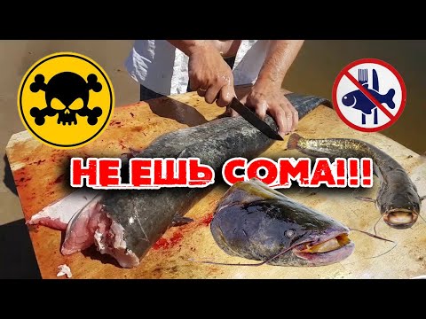 Видео: Почему я не ем СОМА / #СОМ - опасен для здоровья!!! ПХБ (PCB) ЗАРАЖЕНИЕ