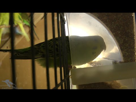 Видео: Волнистики и кореллы  Бункерная кормушка