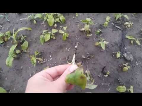 Видео: Кукурудза після нікосульфурону та дикамби.