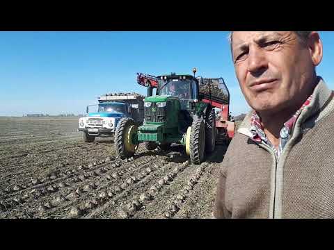 Видео: Качество уборки сахарной свеклы и от чего оно зависит.