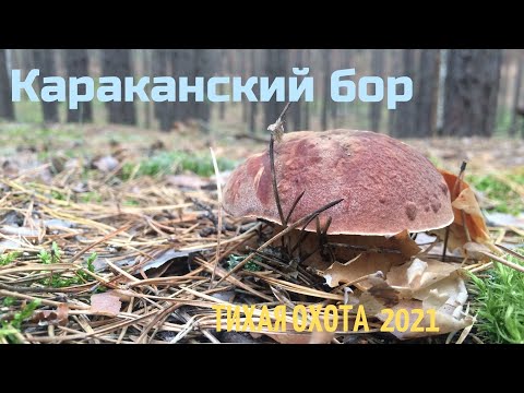 Видео: Белые грибы Новосибирск. Караканский бор  июль #белыйгриб