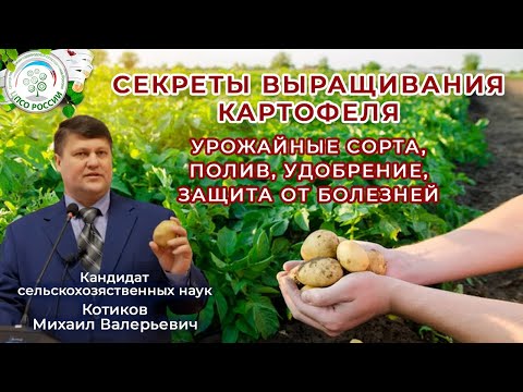 Видео: Картофельный секрет: все о выращивании, удобрении, поливе, урожайных сортах и защите от болезней