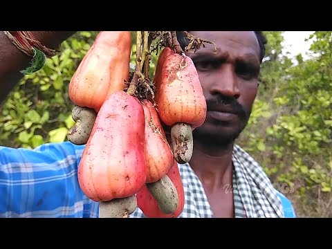 Видео: Кешью | Как  его выращивают и обрабатывают
