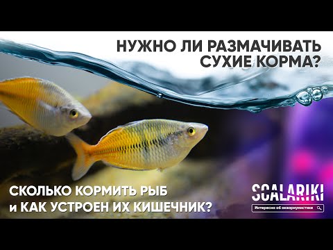 Видео: Сколько кормить рыб? Нужно ли размачивать корм? Как устроен кишечник рыб?