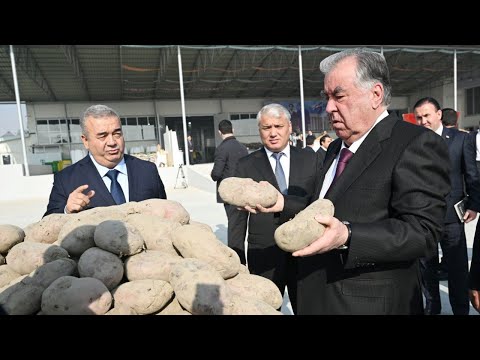 Видео: Корхонаи коркард ва бандубасти меваи хушки ҶДММ Донаи алмос мавриди баҳрабардорӣ қарор гирифт