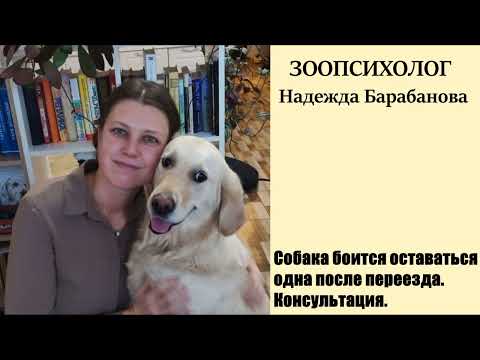 Видео: Собака боится оставаться одна после переезда. Консультация зоопсихолога