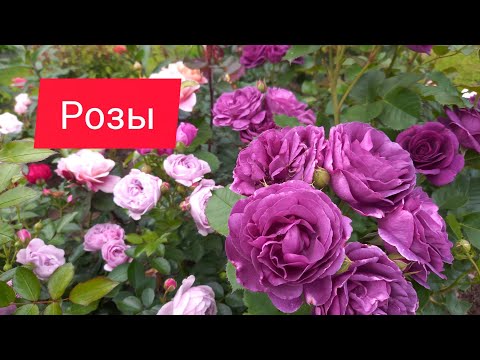 Видео: Розы .Цветение 28.06.25г.Подмосковье.