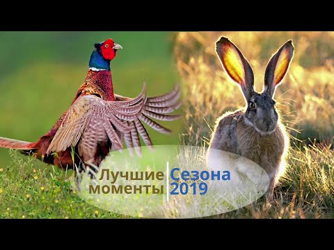 Видео: Лучшие моменты сезона охоты 2019
