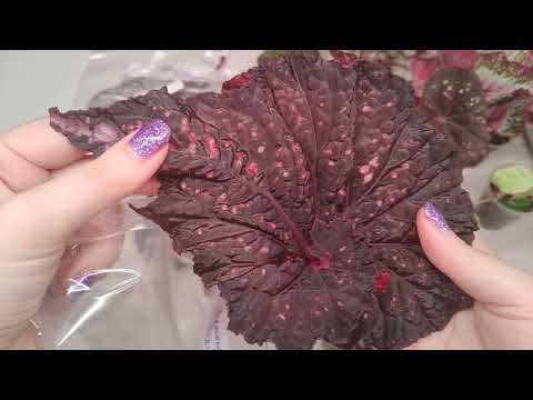 Видео: Обзор посылки с бегониями.