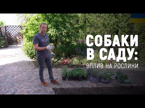 Видео: ЛАНДШАФТНИЙ ДИЗАЙН | СОБАКИ В САДУ: ВПЛИВ НА РОСЛИНИ