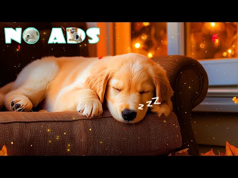 Видео: 💕11 часов лечебной музыки для собак 🐶 Расслабляющие звуки, идеально подходящие для спокойной ночи