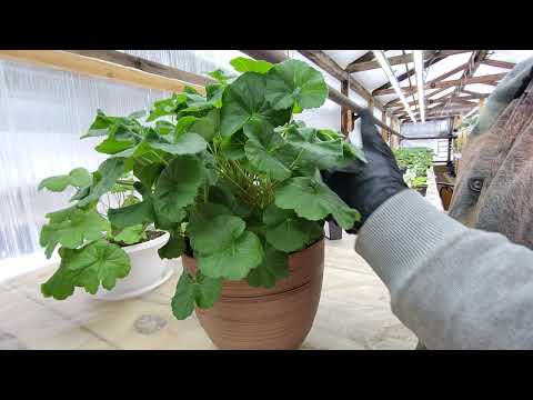 Видео: #660. Рубрика"черенкую и болтаю"😄