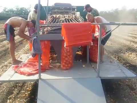 Видео: Уборка лука комплексом