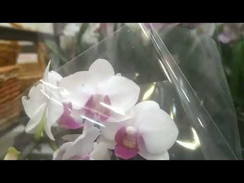 Видео: Растения  в магазине Максидом г.Ростов на Дону по ул.Малиновского