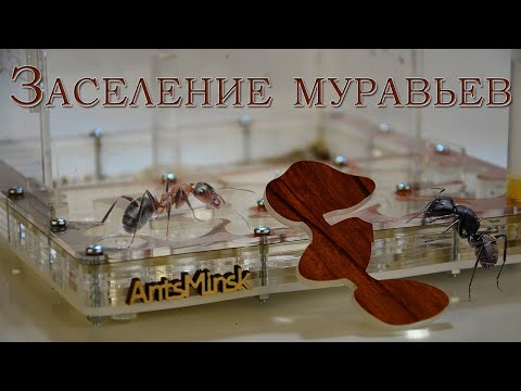 Видео: Муравьиная ферма. Распаковка и заселение муравьев жнецов.