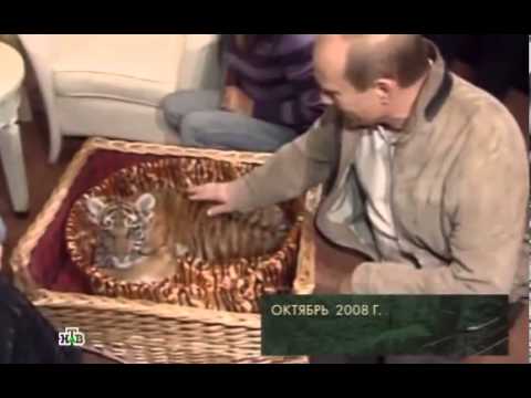 Видео: Русский тигр  Документальный фильм 2013
