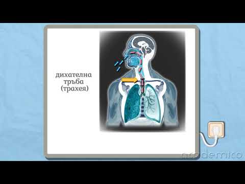 Видео: Устройство и функции на дихателната система - Човекът и природата 5 клас | academico