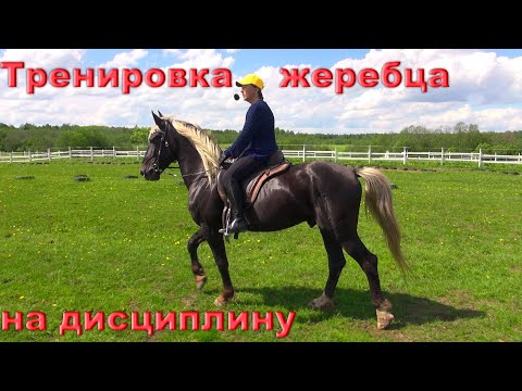 Видео: Тренировка молодой лошади на дисциплину и внимание. Яхонт.