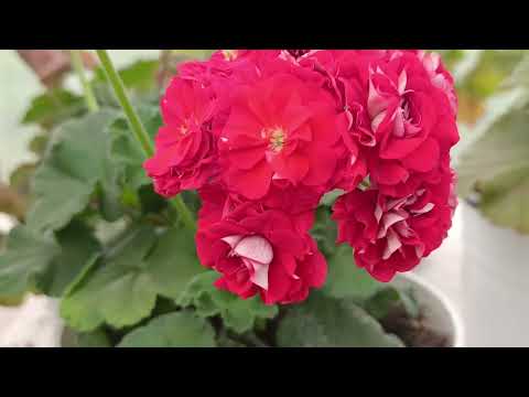 Видео: Обзор сортов Пеларгонии. Июнь 2025.