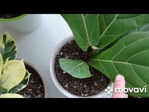 Видео: Комнатные цветы. Обзор комнатных цветов на цветочном столике.