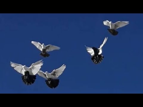 Видео: Игра Иранских  Голубей #tauben #pigeons