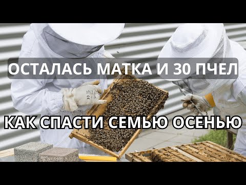 Видео: Осталась матка и 30 пчел! Как спасти семью поздней осенью.