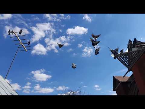 Видео: Николаевские голуби Молодёжь мартовская 2025 г оговорился сегодня 4 апреля😊