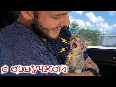 Видео: Приколы с котами! С ОЗВУЧКОЙ! САМЫЕ СМЕШНЫЕ ЖИВОТНЫЕ! СМЕШНЫЕ КОТЫ! До слез!