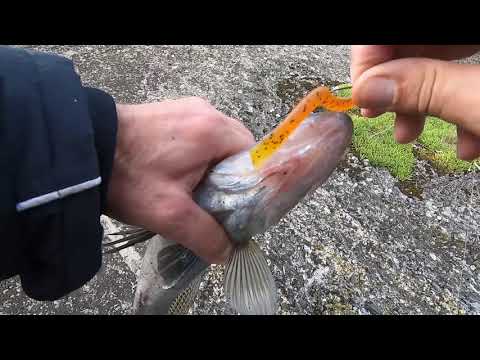 Видео: Ловля судака в плитах