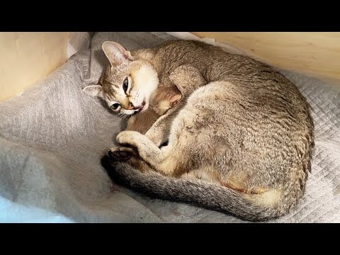 Видео: ПЕРВЫЕ РОДЫ У КОШКИ / Подготовка к родам Сингапурской кошки