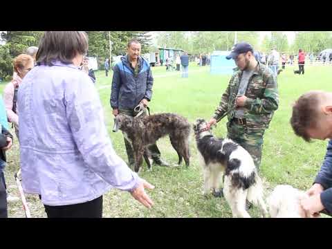 Видео: охотничья выставка борзых собак омская область 25.05.2019