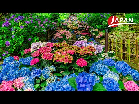 Видео: Июнь в Наре: откройте для себя красоту гортензий в храмах Хасэ-дэра, Ока-дэра и Цубосака-дэра.
